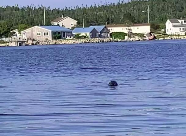181 Oceanside Inn Peggy's Cove Εξωτερικό φωτογραφία